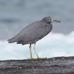 Egretta sacra (Eastern Reef Egret) at South Pacific Heathland Reserve - 24 Jul 2014 by CharlesDove