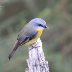 Eopsaltria australis (Eastern Yellow Robin) at Ulladulla, NSW - 25 Jul 2014 by CharlesDove