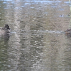 Stictonetta naevosa (Freckled Duck) at Burrill Lake, NSW - 24 Jul 2014 by CharlesDove