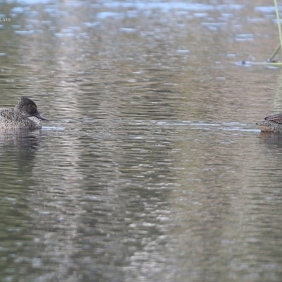 Stictonetta naevosa (Freckled Duck) at Burrill Lake, NSW - 24 Jul 2014 by CharlesDove