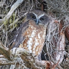 Ninox boobook (Southern Boobook) at South Pacific Heathland Reserve - 23 Jul 2014 by Charles Dove