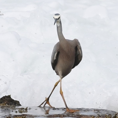 Egretta novaehollandiae (White-faced Heron) at South Pacific Heathland Reserve - 22 Jul 2014 by Charles Dove