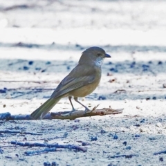 Pachycephala olivacea (Olive Whistler) at Morton National Park - 17 Jul 2014 by Charles Dove