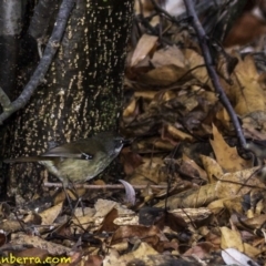 Sericornis frontalis (White-browed Scrubwren) at Yarralumla, ACT - 28 Jul 2018 by BIrdsinCanberra