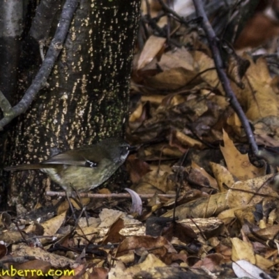 Sericornis frontalis (White-browed Scrubwren) at Yarralumla, ACT - 28 Jul 2018 by BIrdsinCanberra