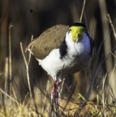 Vanellus miles (Masked Lapwing) at Yarralumla, ACT - 29 Jul 2018 by JonSteinbeck