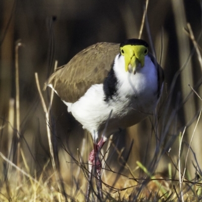 Vanellus miles (Masked Lapwing) at Yarralumla, ACT - 28 Jul 2018 by BIrdsinCanberra