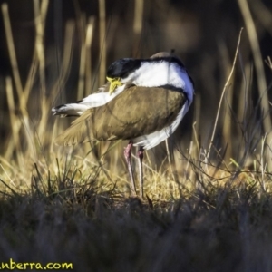 Vanellus miles at Yarralumla, ACT - 29 Jul 2018