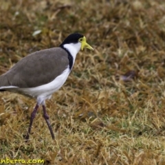 Vanellus miles at Yarralumla, ACT - 29 Jul 2018