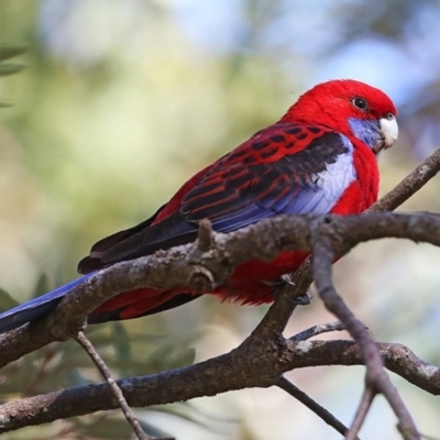 Platycercus elegans (Crimson Rosella) at Ulladulla, NSW - 20 Jul 2014 by CharlesDove