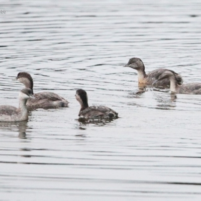 Poliocephalus poliocephalus (Hoary-headed Grebe) at Undefined - 13 Jul 2016 by Charles Dove