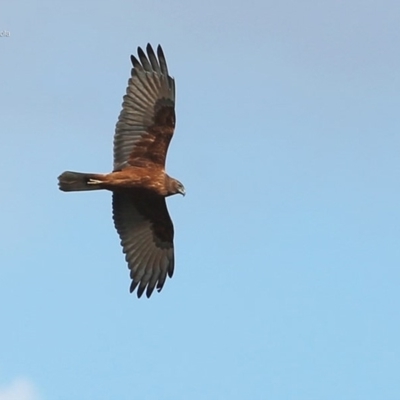 Circus approximans (Swamp Harrier) at Conjola, NSW - 14 Jul 2014 by Charles Dove