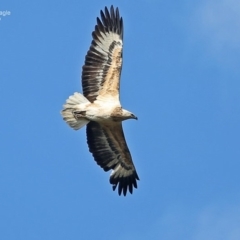 Haliaeetus leucogaster (White-bellied Sea-Eagle) at Lake Conjola, NSW - 15 Jul 2014 by CharlesDove