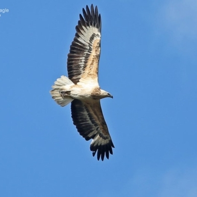 Haliaeetus leucogaster (White-bellied Sea-Eagle) at Lake Conjola, NSW - 15 Jul 2014 by CharlesDove