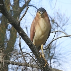 Nycticorax caledonicus (Nankeen Night-Heron) at Burrill Lake, NSW - 8 Jul 2014 by Charles Dove