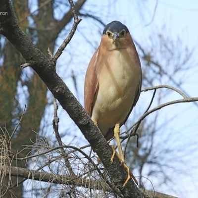 Nycticorax caledonicus (Nankeen Night-Heron) at Burrill Lake, NSW - 8 Jul 2014 by Charles Dove