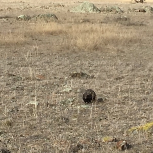 Tachyglossus aculeatus at Gungahlin, ACT - 28 Jul 2018