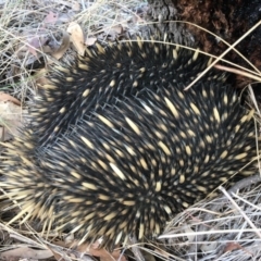 Tachyglossus aculeatus (Short-beaked Echidna) at Gungahlin, ACT - 28 Jul 2018 by Mothy