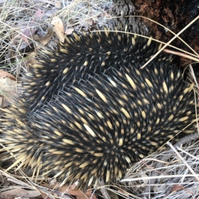 Tachyglossus aculeatus (Short-beaked Echidna) at Gungahlin, ACT - 28 Jul 2018 by Mothy