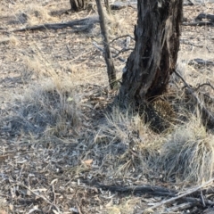 Tachyglossus aculeatus at Gungahlin, ACT - 28 Jul 2018 02:17 PM