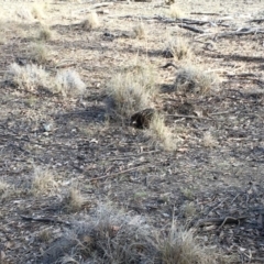Tachyglossus aculeatus at Gungahlin, ACT - 28 Jul 2018 02:17 PM