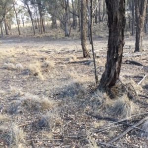 Tachyglossus aculeatus at Gungahlin, ACT - 28 Jul 2018 02:17 PM
