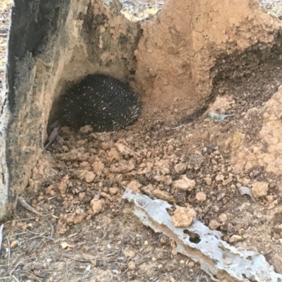 Tachyglossus aculeatus (Short-beaked Echidna) at Mulligans Flat - 21 Jul 2018 by Mothy