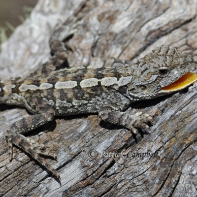 Amphibolurus muricatus (Jacky Lizard) at Creewah, NSW - 26 Dec 2007 by PatrickCampbell