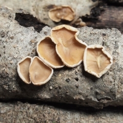 Schizophyllum amplum (Poplar Bells) at Macquarie, ACT - 29 Jul 2018 by Heino1