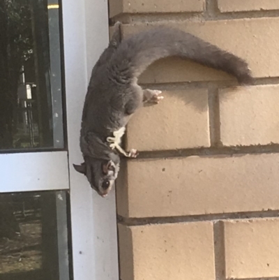 Petaurus notatus (Krefft’s Glider, Sugar Glider) at Australian National University - 30 Jul 2018 by RichardL