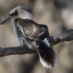 Dacelo novaeguineae (Laughing Kookaburra) at Tuggeranong Hill - 30 Jul 2018 by Alison Milton