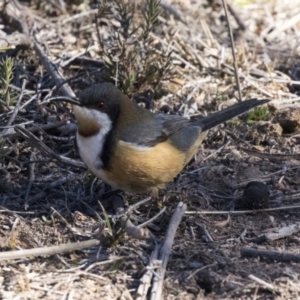 Acanthorhynchus tenuirostris at Conder, ACT - 30 Jul 2018