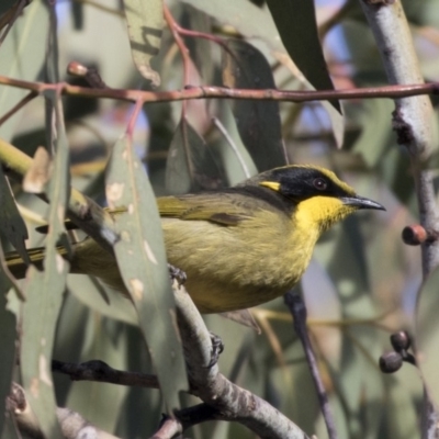 Lichenostomus melanops (Yellow-tufted Honeyeater) at Tuggeranong Hill - 30 Jul 2018 by Alison Milton