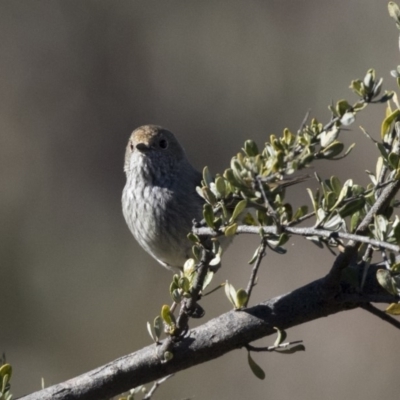 Acanthiza pusilla (Brown Thornbill) at Conder, ACT - 30 Jul 2018 by AlisonMilton