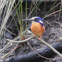 Ceyx azureus (Azure Kingfisher) at Burrill Lake, NSW - 8 Jul 2014 by CharlesDove