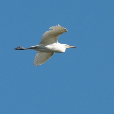 Bubulcus coromandus (Eastern Cattle Egret) at Undefined - 10 Jul 2016 by Charles Dove