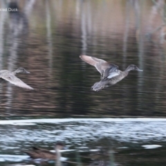 Stictonetta naevosa (Freckled Duck) at Burrill Lake, NSW - 8 Jul 2014 by Charles Dove