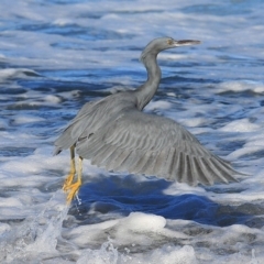 Egretta sacra (Eastern Reef Egret) at Ulladulla, NSW - 4 Jul 2014 by Charles Dove