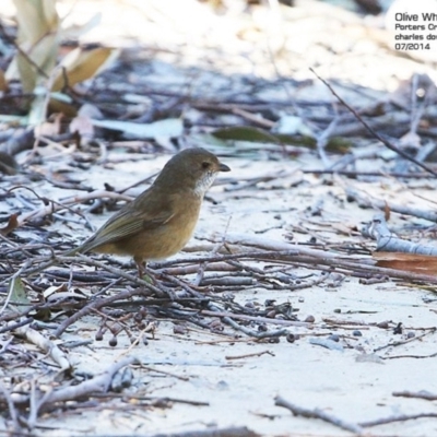 Pachycephala olivacea (Olive Whistler) at Morton National Park - 6 Jul 2014 by Charles Dove