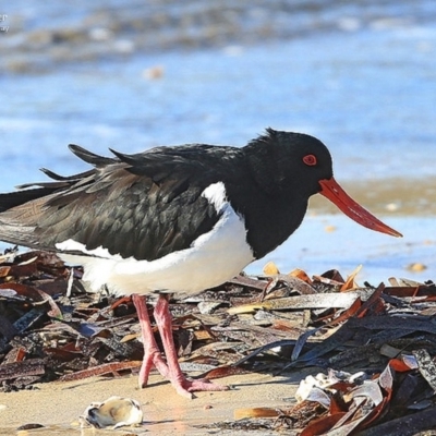 Haematopus longirostris (Australian Pied Oystercatcher) at Batemans Marine Park - 3 Jul 2014 by Charles Dove