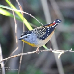 Pardalotus punctatus (Spotted Pardalote) at Ulladulla, NSW - 1 Jul 2014 by CharlesDove