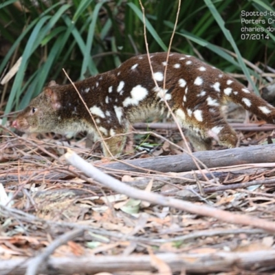 Dasyurus maculatus ssp. maculatus (Spotted-tailed Quoll) at Morton National Park - 2 Jul 2014 by CharlesDove