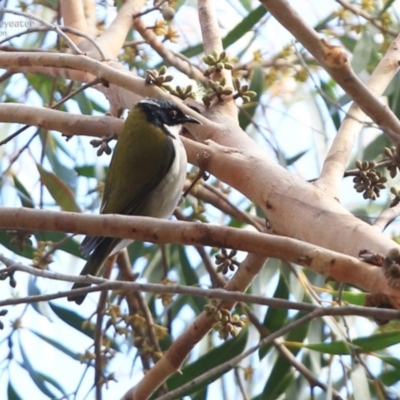 Melithreptus lunatus (White-naped Honeyeater) at Morton National Park - 6 Jul 2014 by Charles Dove