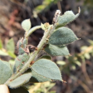 Acacia vestita at Belconnen, ACT - 30 Jul 2018