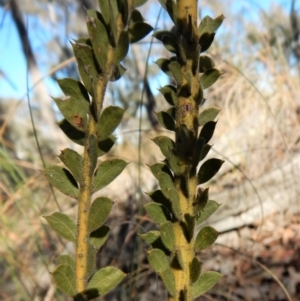 Acacia vestita at Belconnen, ACT - 30 Jul 2018