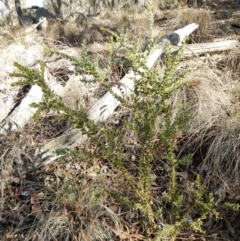 Acacia vestita at Belconnen, ACT - 30 Jul 2018