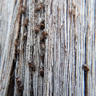 Psocodea 'Psocoptera' sp. (order) (Unidentified plant louse) at Aranda Bushland - 29 Jul 2018 by CathB