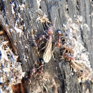 Papyrius nitidus at Belconnen, ACT - 29 Jul 2018