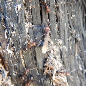 Papyrius nitidus at Belconnen, ACT - 29 Jul 2018