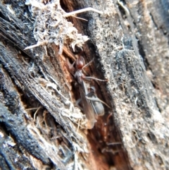 Papyrius nitidus at Belconnen, ACT - 29 Jul 2018